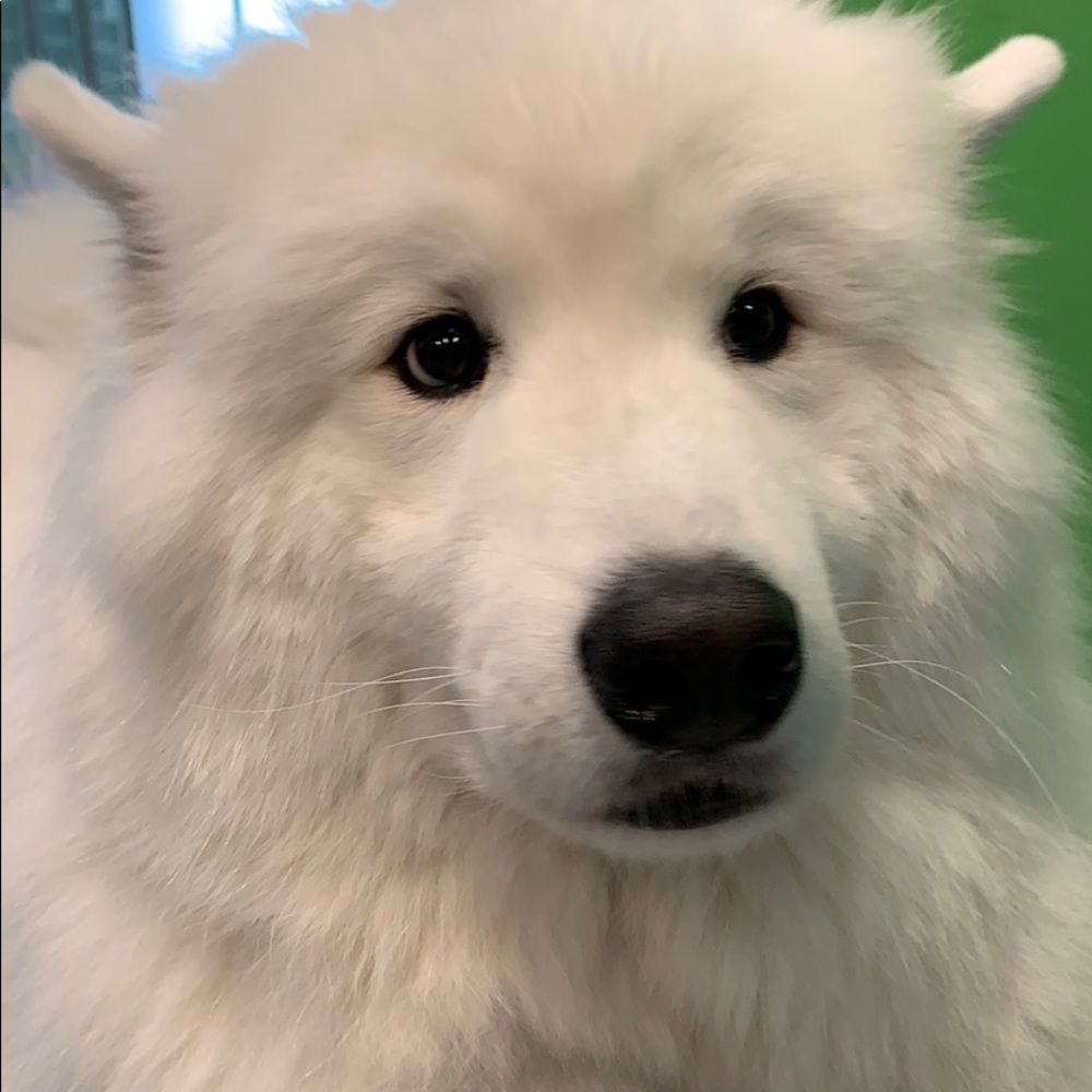 Meet your Posher, Savannah